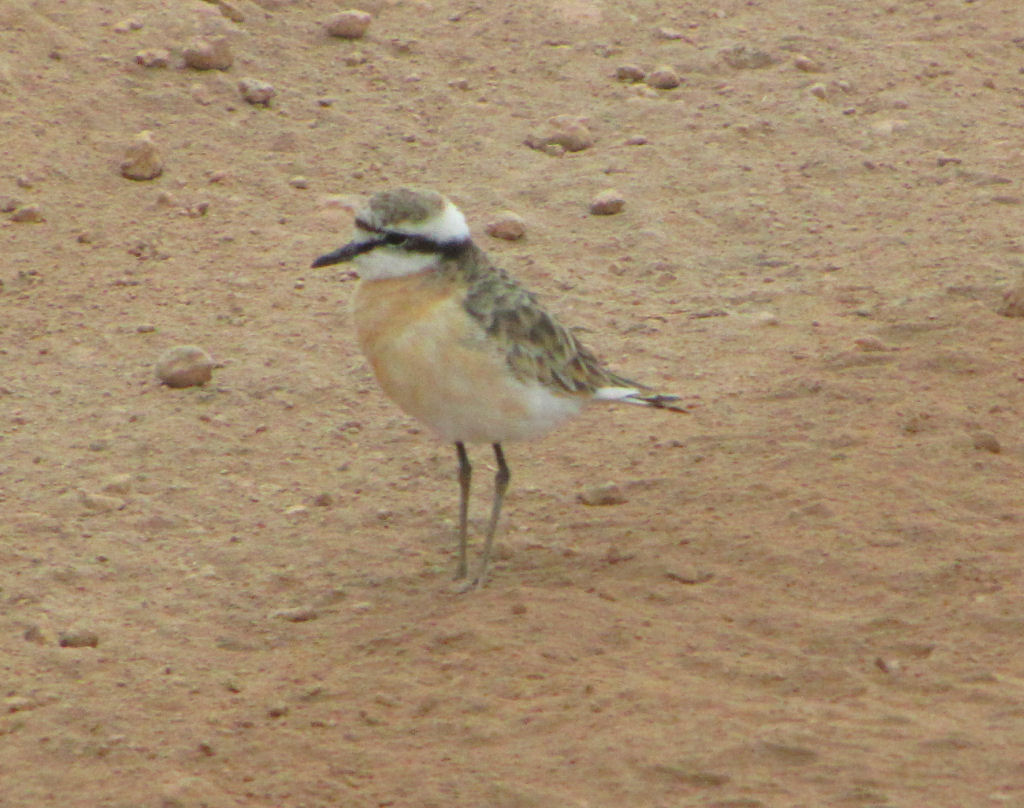 Kittlitz’s Plover
