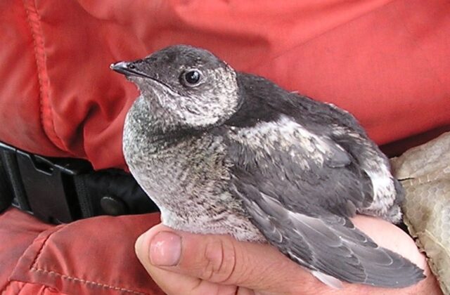 Kittlitz’s Murrelet