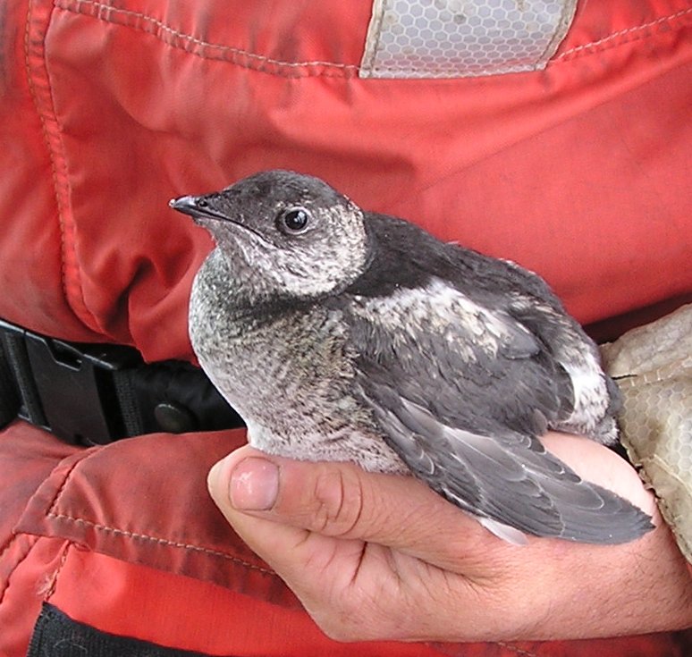 Kittlitz’s Murrelet