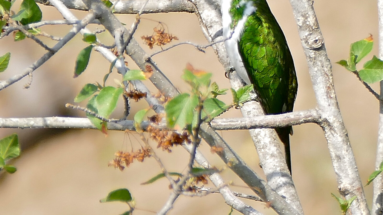 Klaas’s Cuckoo