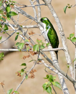 Klaas’s Cuckoo