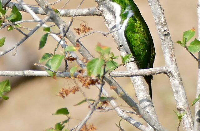 Klaas’s Cuckoo