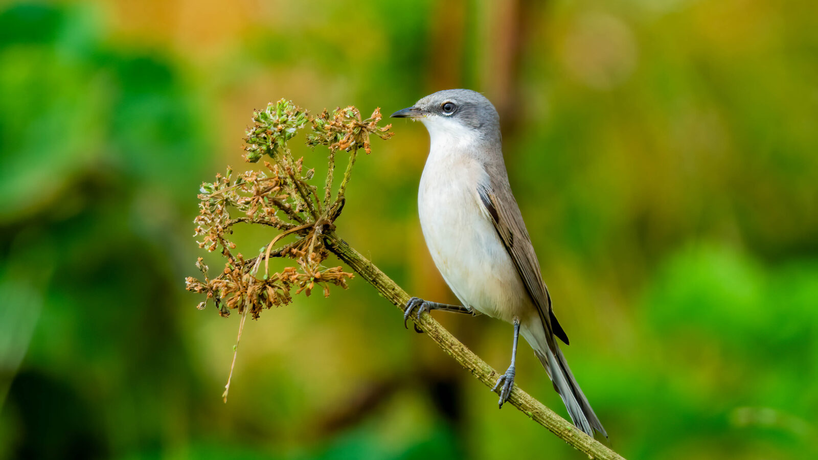 Lesser Whitethroat
