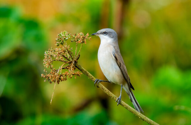 Lesser Whitethroat