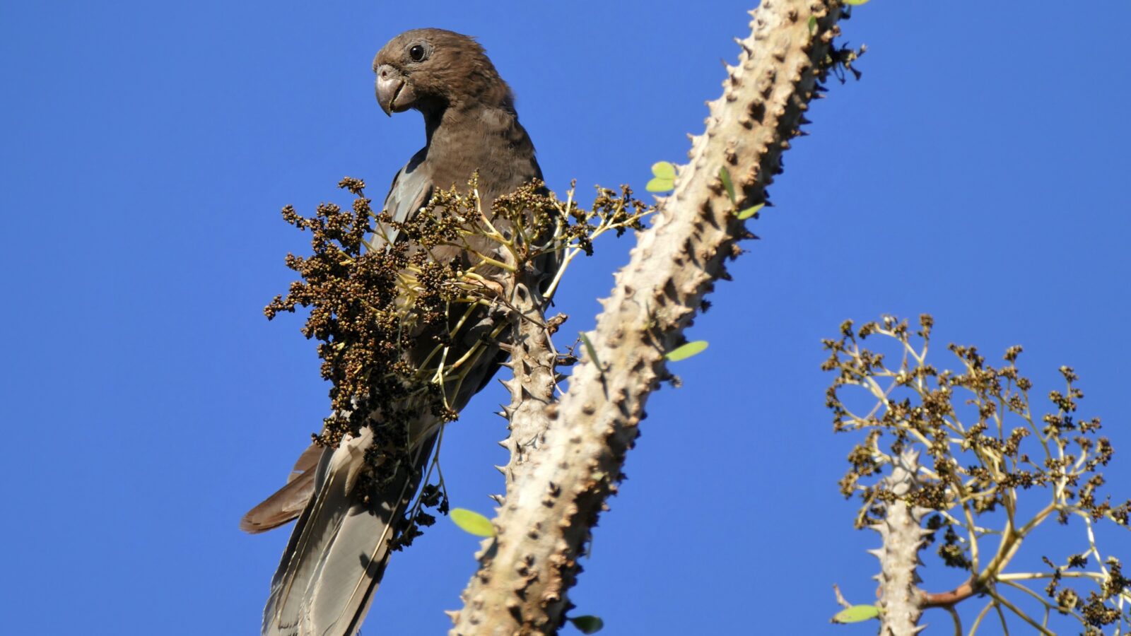 Lesser Vasa Parrot