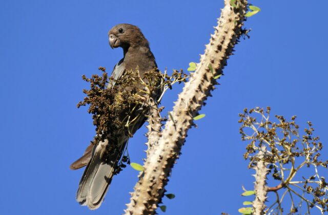 Lesser Vasa Parrot