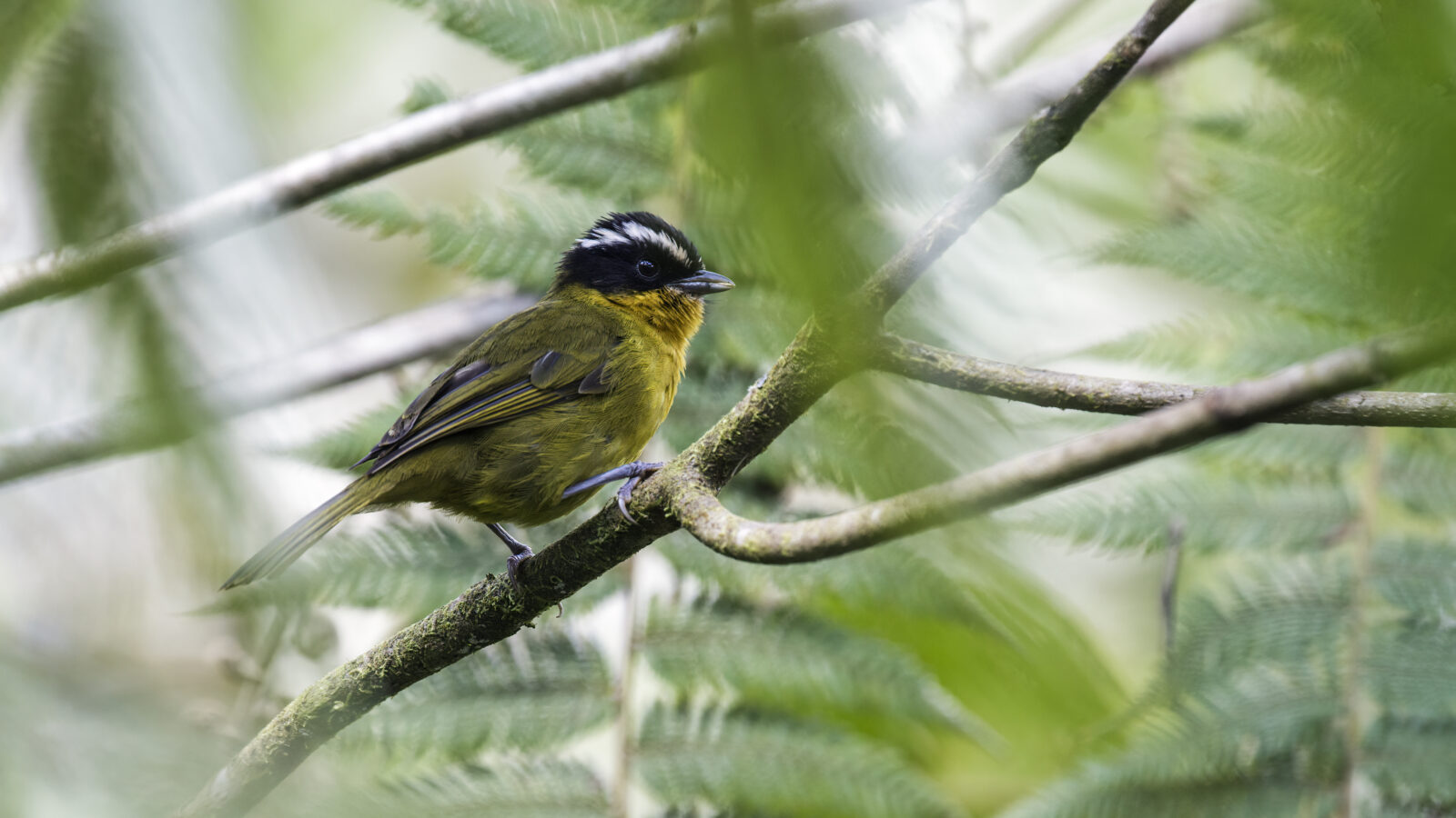 Black-capped Hemispingus