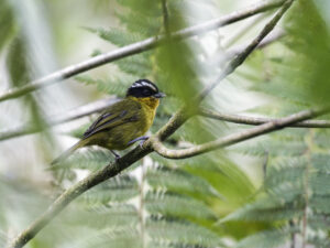 Black-capped Hemispingus