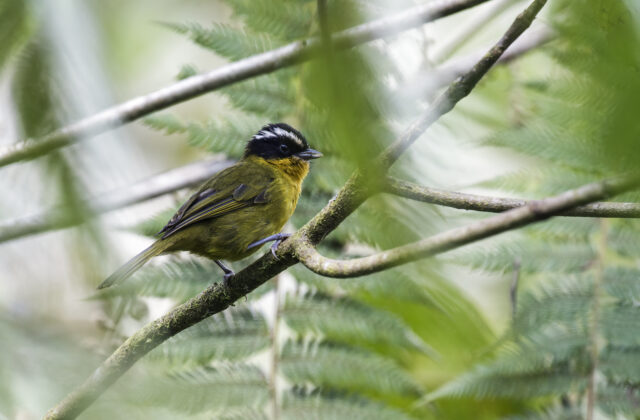 Black-capped Hemispingus