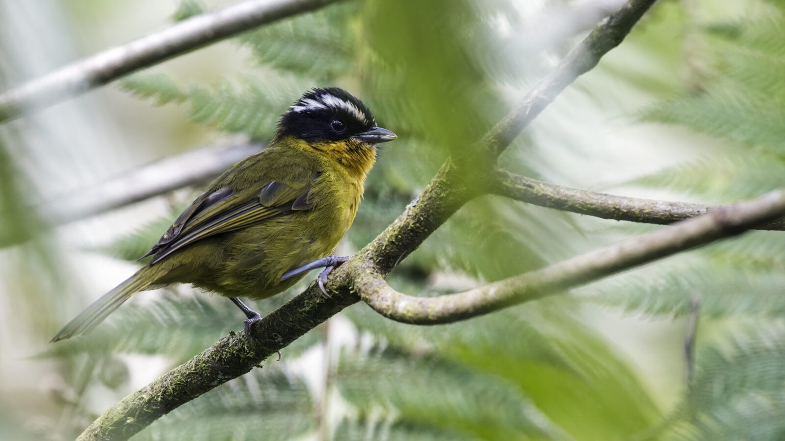 White-browed Hemispingus