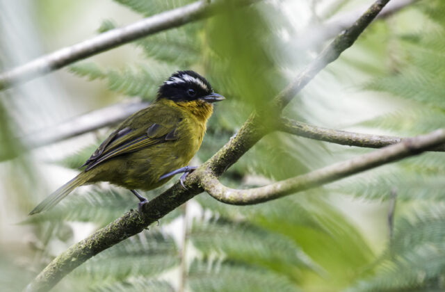 White-browed Hemispingus