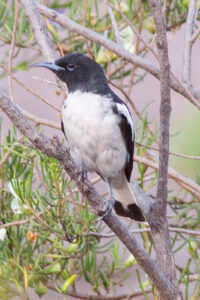 Pied Honeyeater