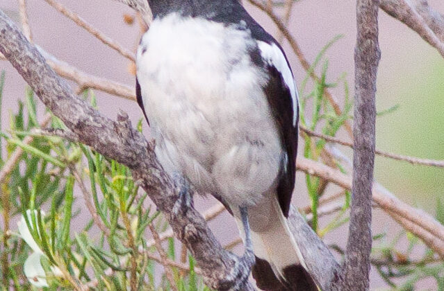 Pied Honeyeater