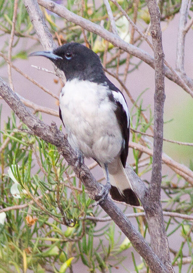 Pied Honeyeater