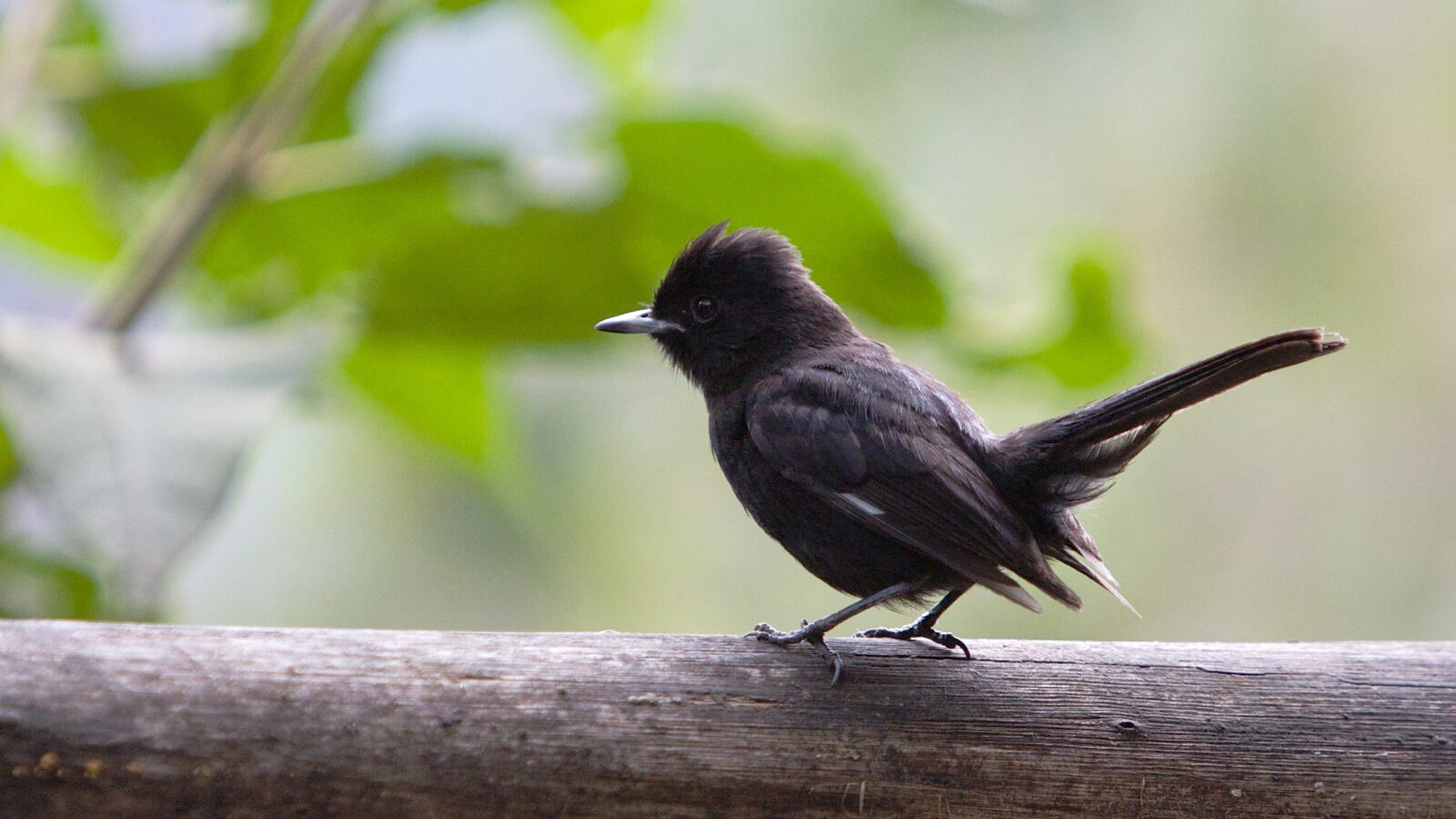 White-winged Black Tyrant