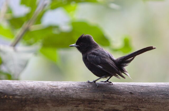White-winged Black Tyrant