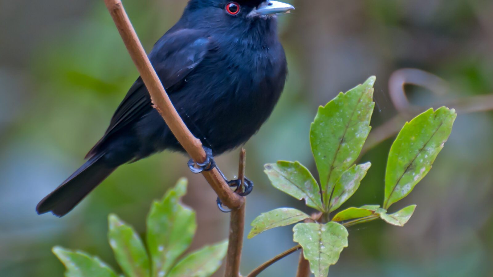 Blue-billed Black Tyrant