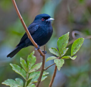 Blue-billed Black Tyrant