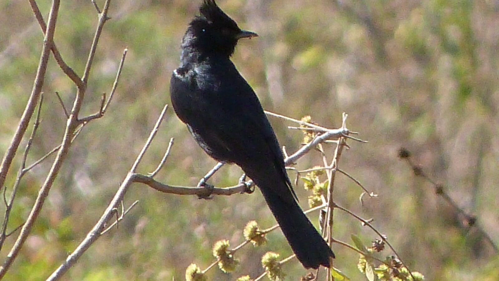 Crested Black Tyrant