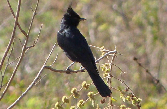 Crested Black Tyrant