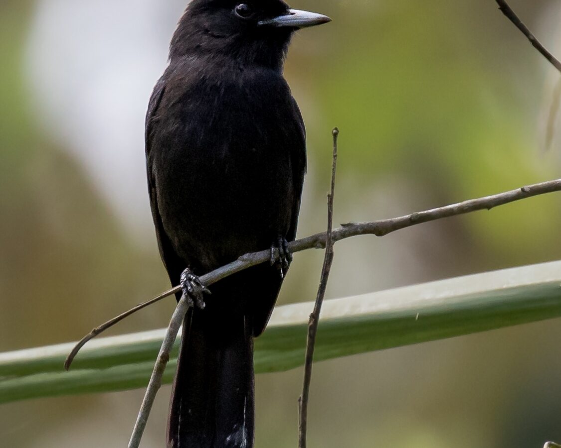 Riverside Tyrant