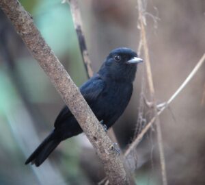 Amazonian Black Tyrant