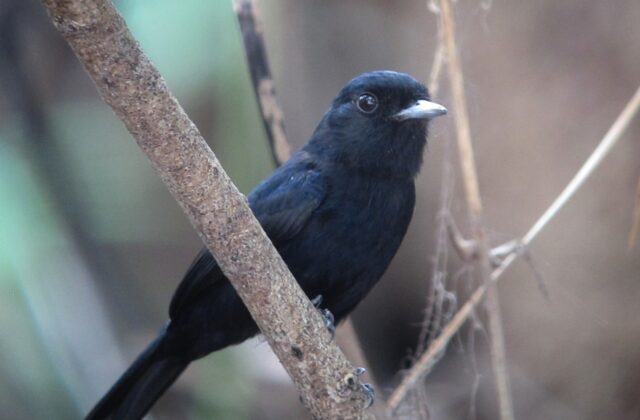 Amazonian Black Tyrant