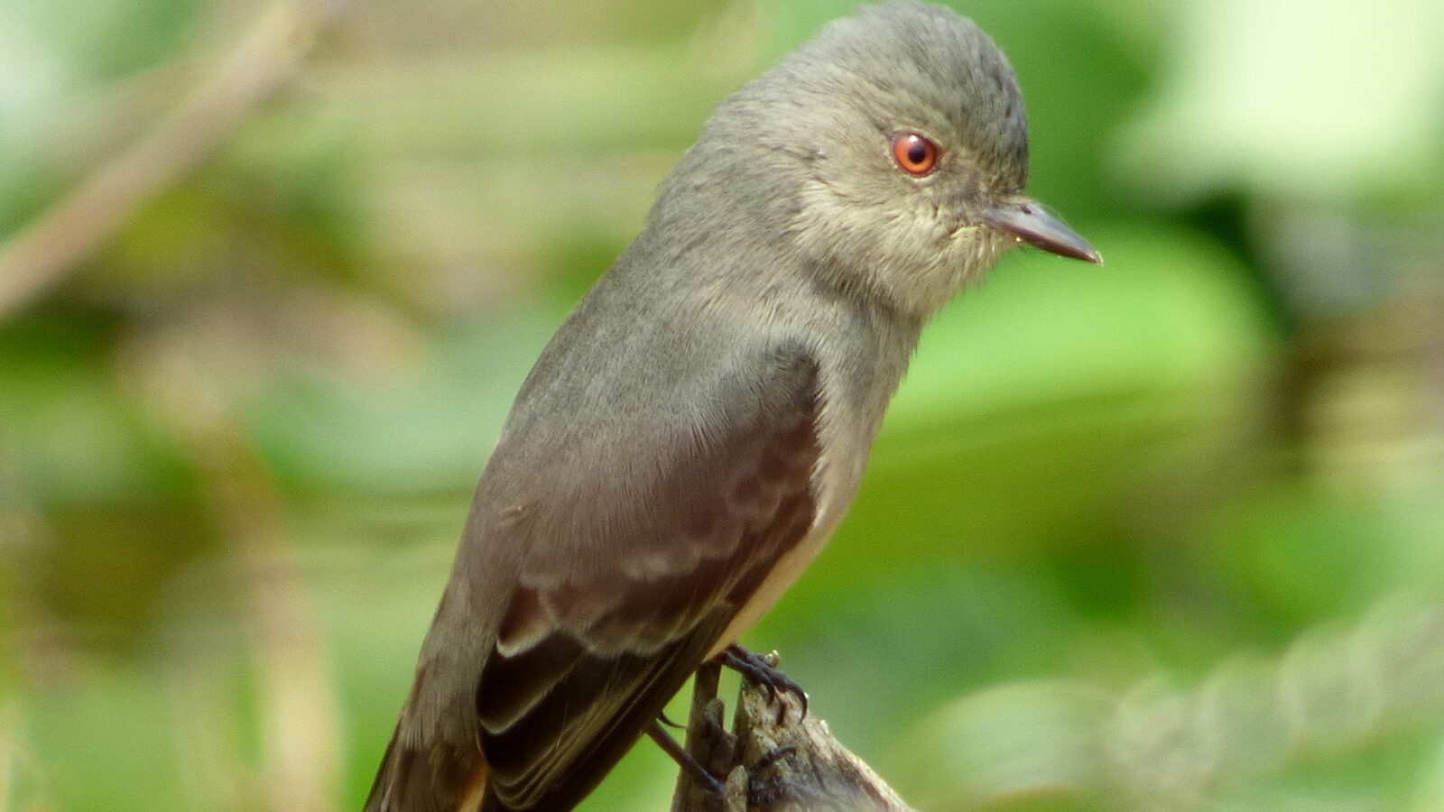 Rufous-tailed Tyrant