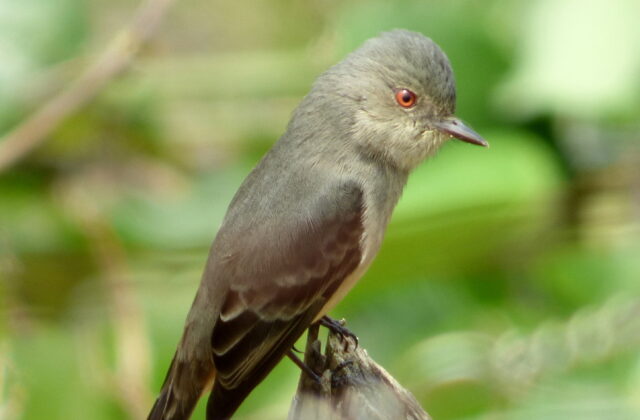 Rufous-tailed Tyrant