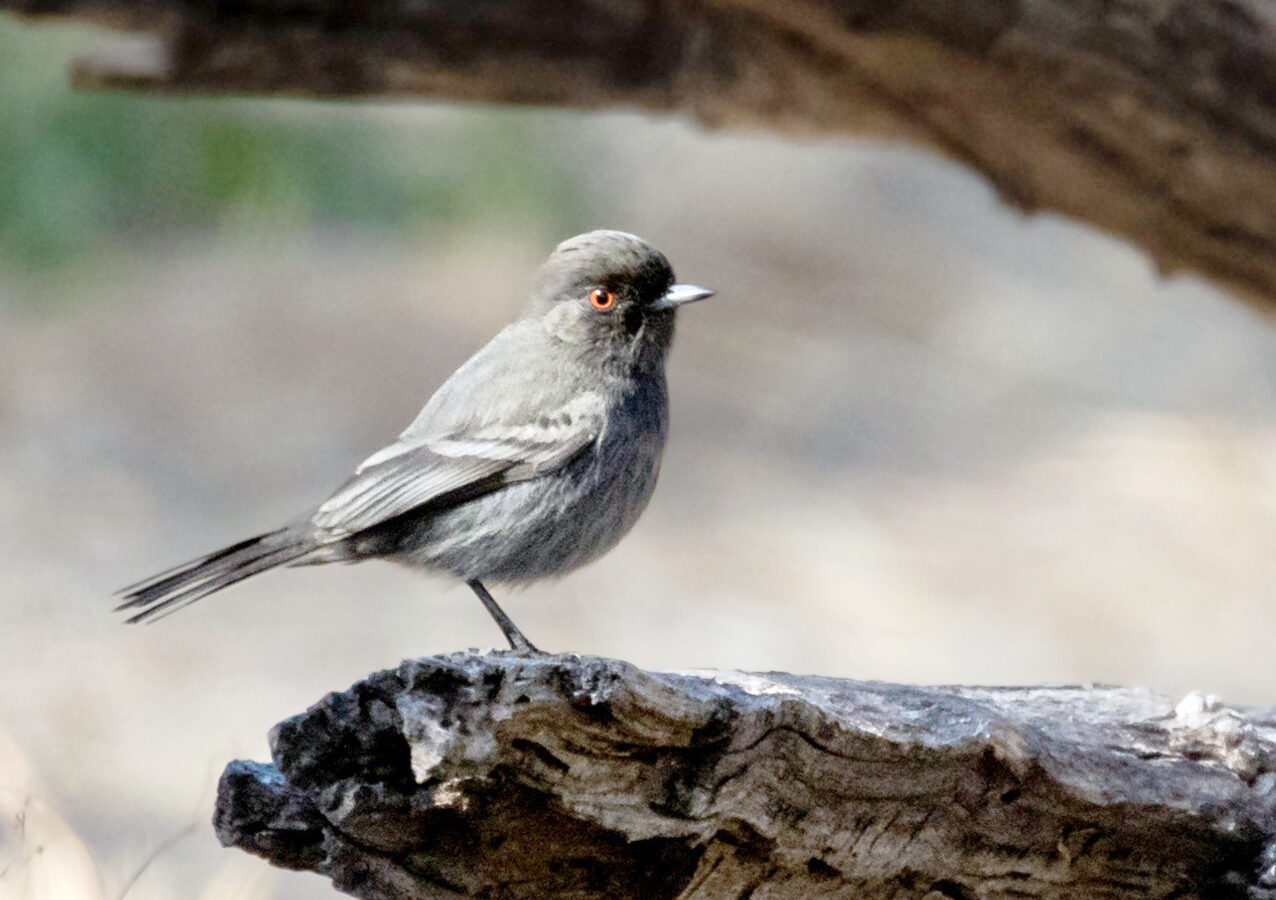 Cinereous Tyrant