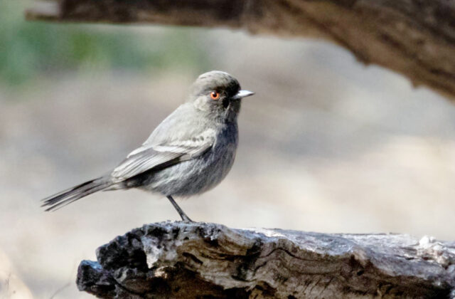 Cinereous Tyrant