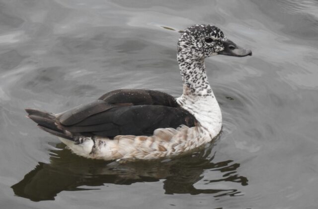 Knob-billed Duck