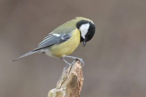 Great Tit