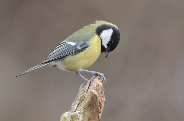 Great Tit