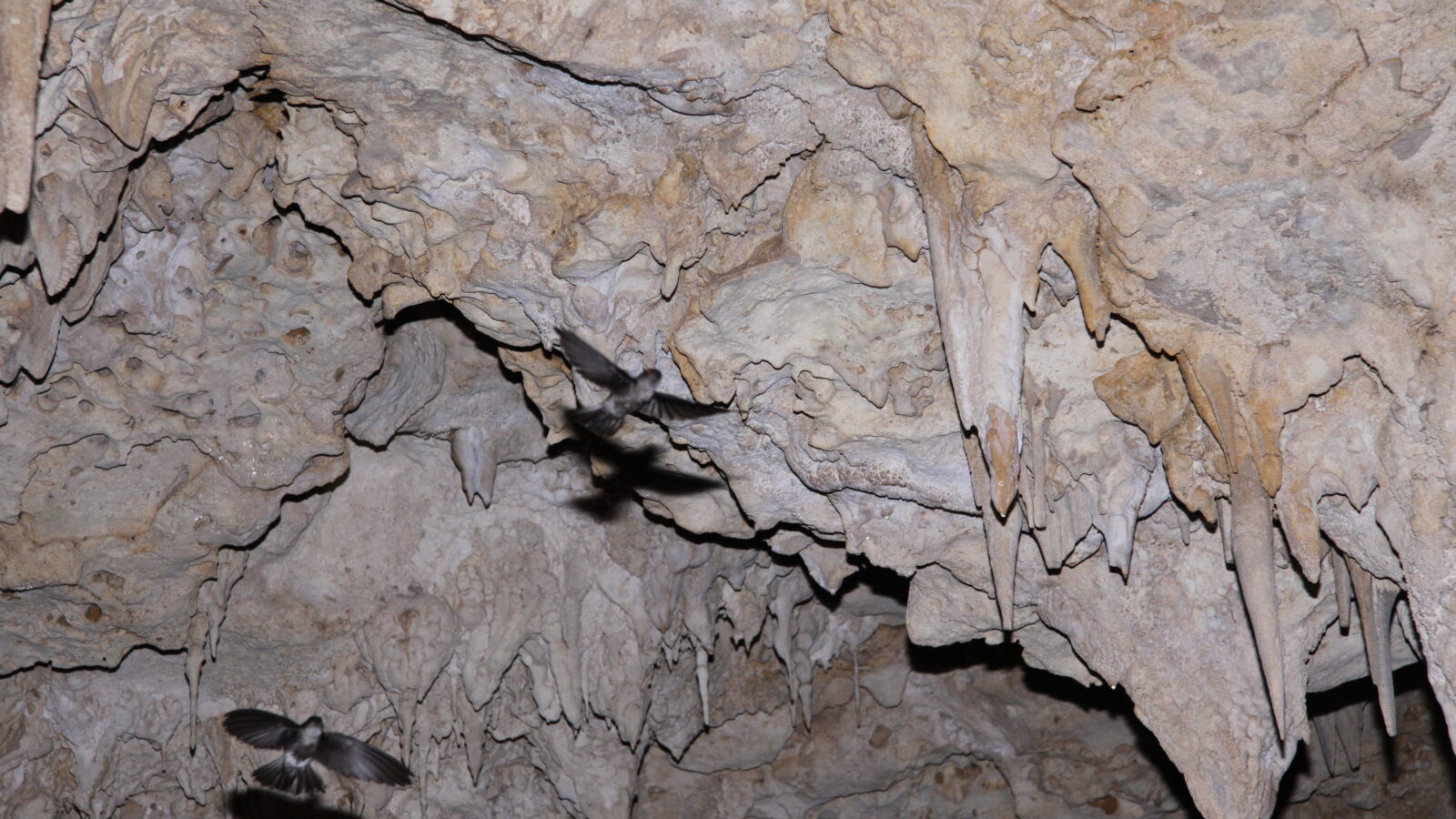 Atiu Swiftlet