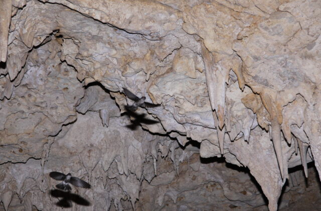 Atiu Swiftlet