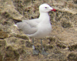 Audouin’s Gull