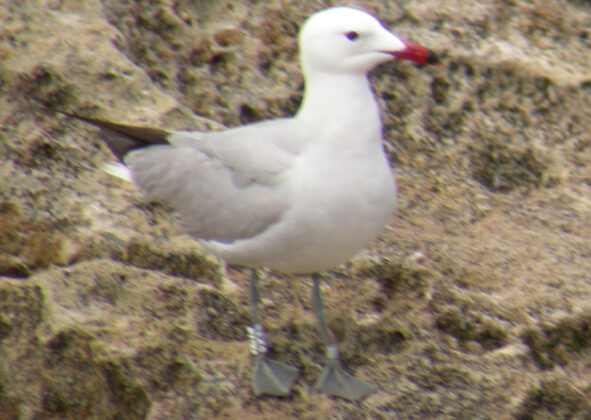 Audouin’s Gull