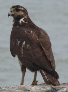 Long-winged Harrier