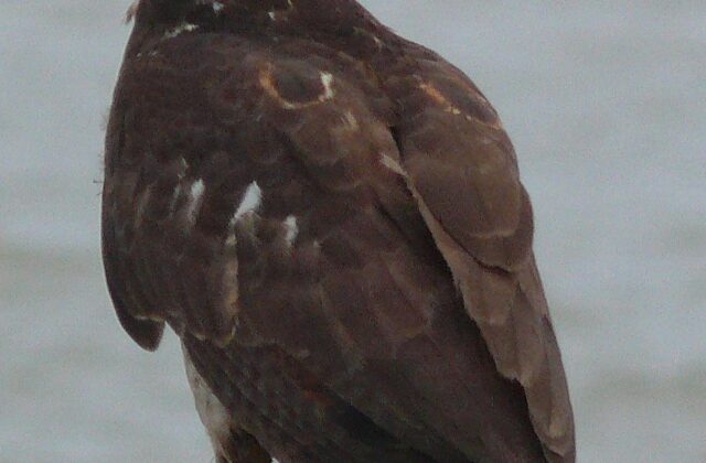 Long-winged Harrier