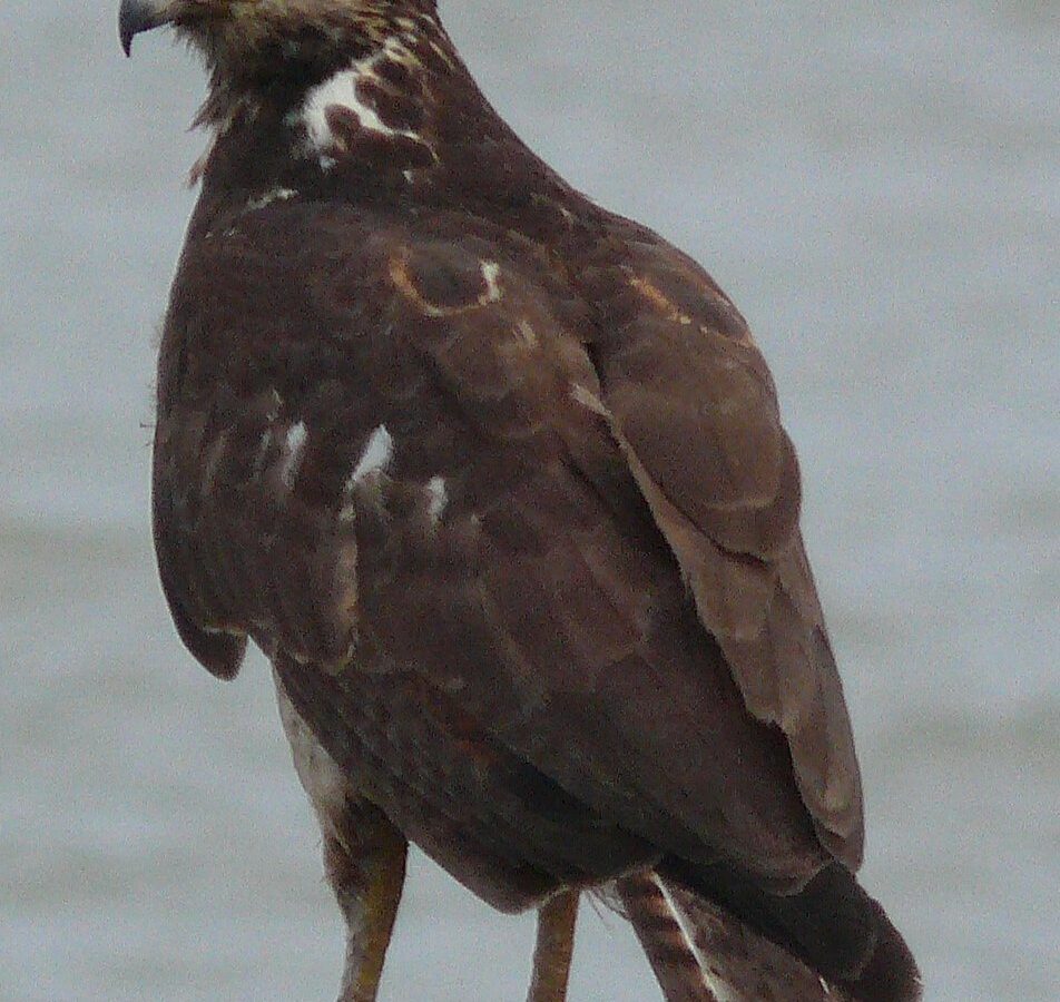Long-winged Harrier