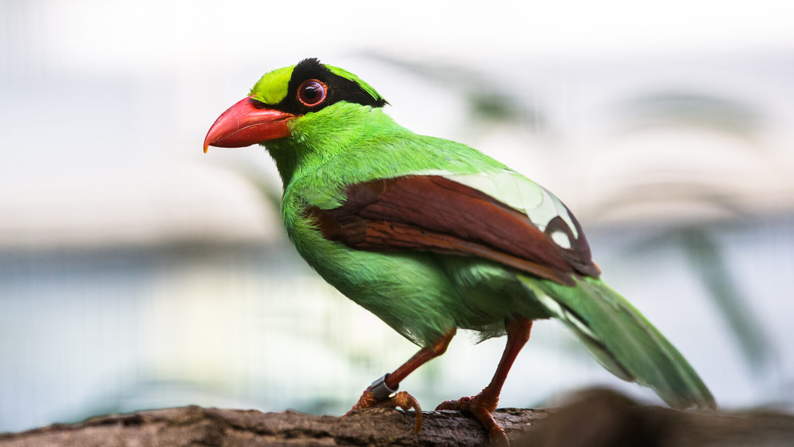 Javan Green Magpie
