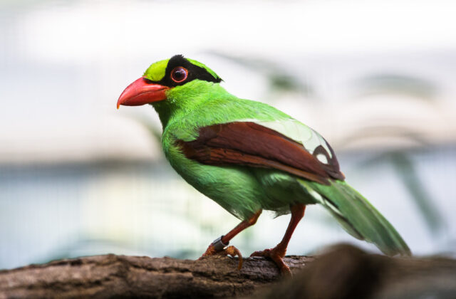 Javan Green Magpie