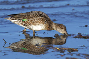 Eurasian Teal