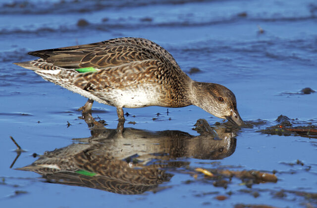 Eurasian Teal
