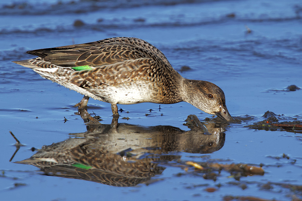 Eurasian Teal