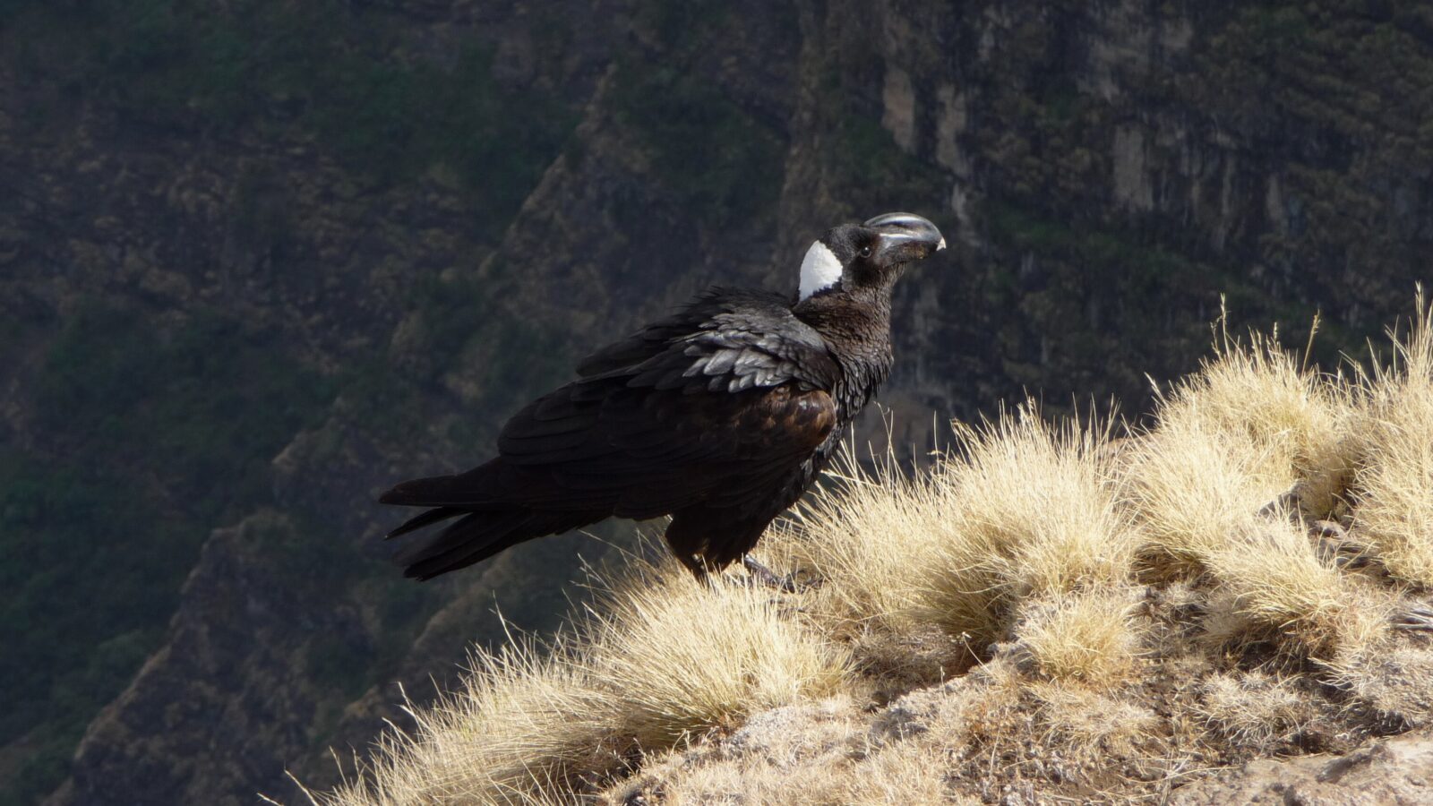 Thick-billed Raven