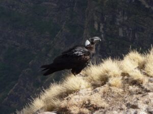 Thick-billed Raven