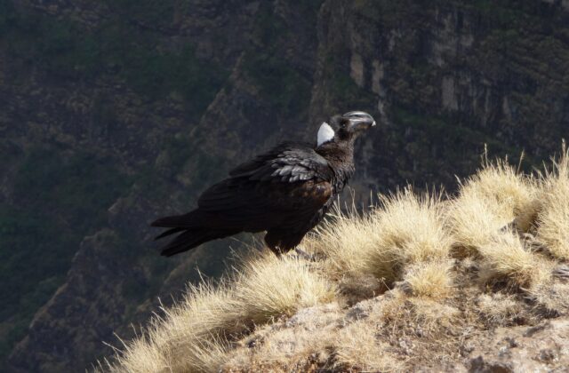 Thick-billed Raven