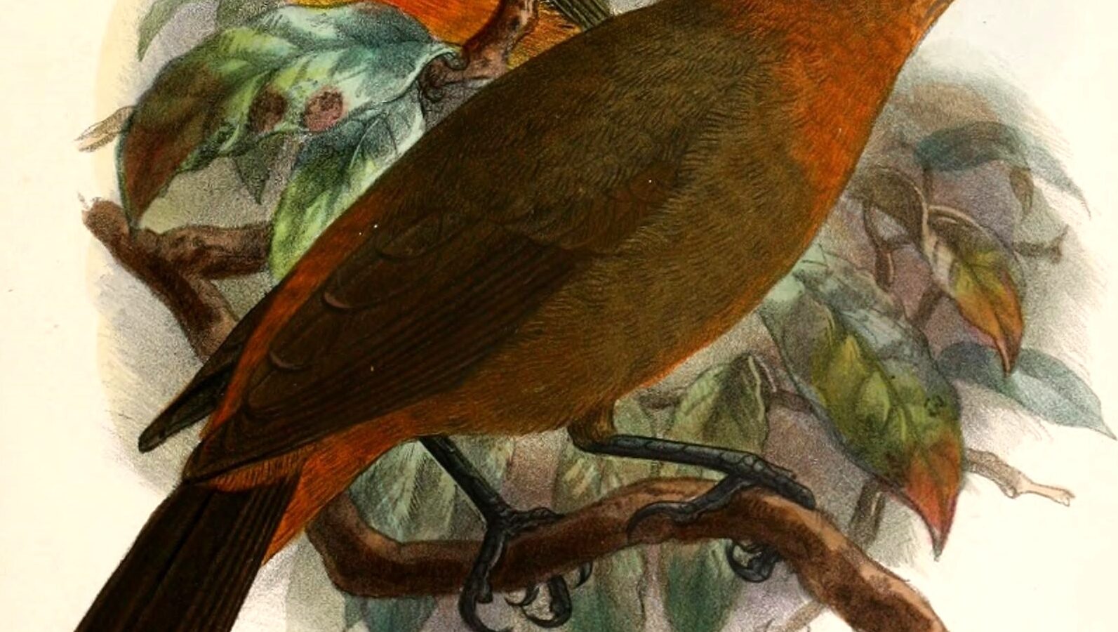 Red-collared Babbler